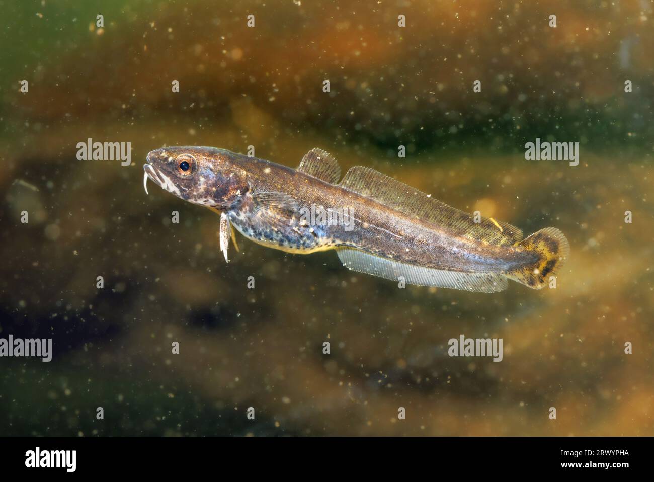 Burbot (Lota lota), giovanile Foto Stock