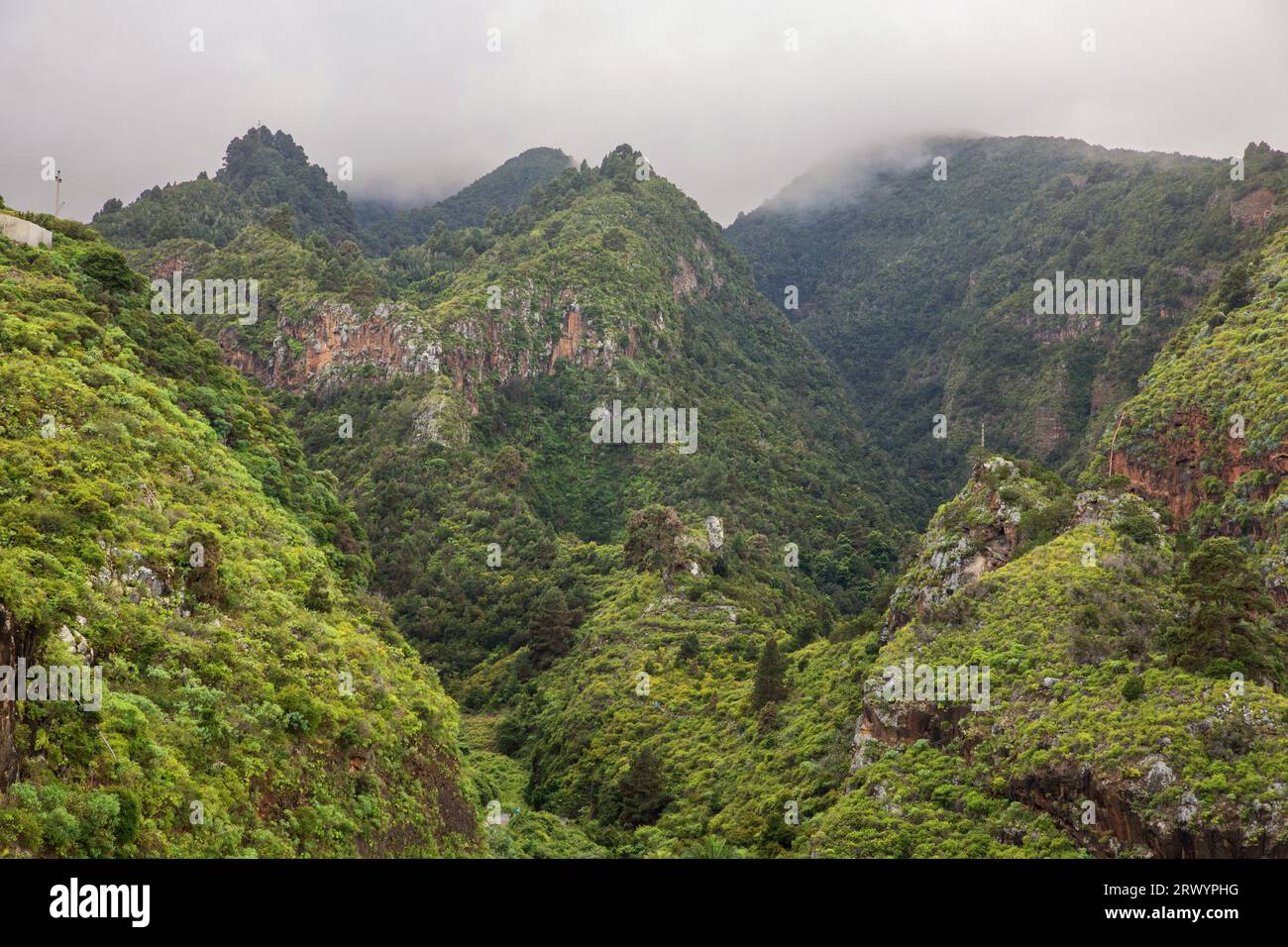 Foresta di alloro tra le montagne a Lomo el Tabacal, Isole Canarie, la Palma, Bermudez Foto Stock