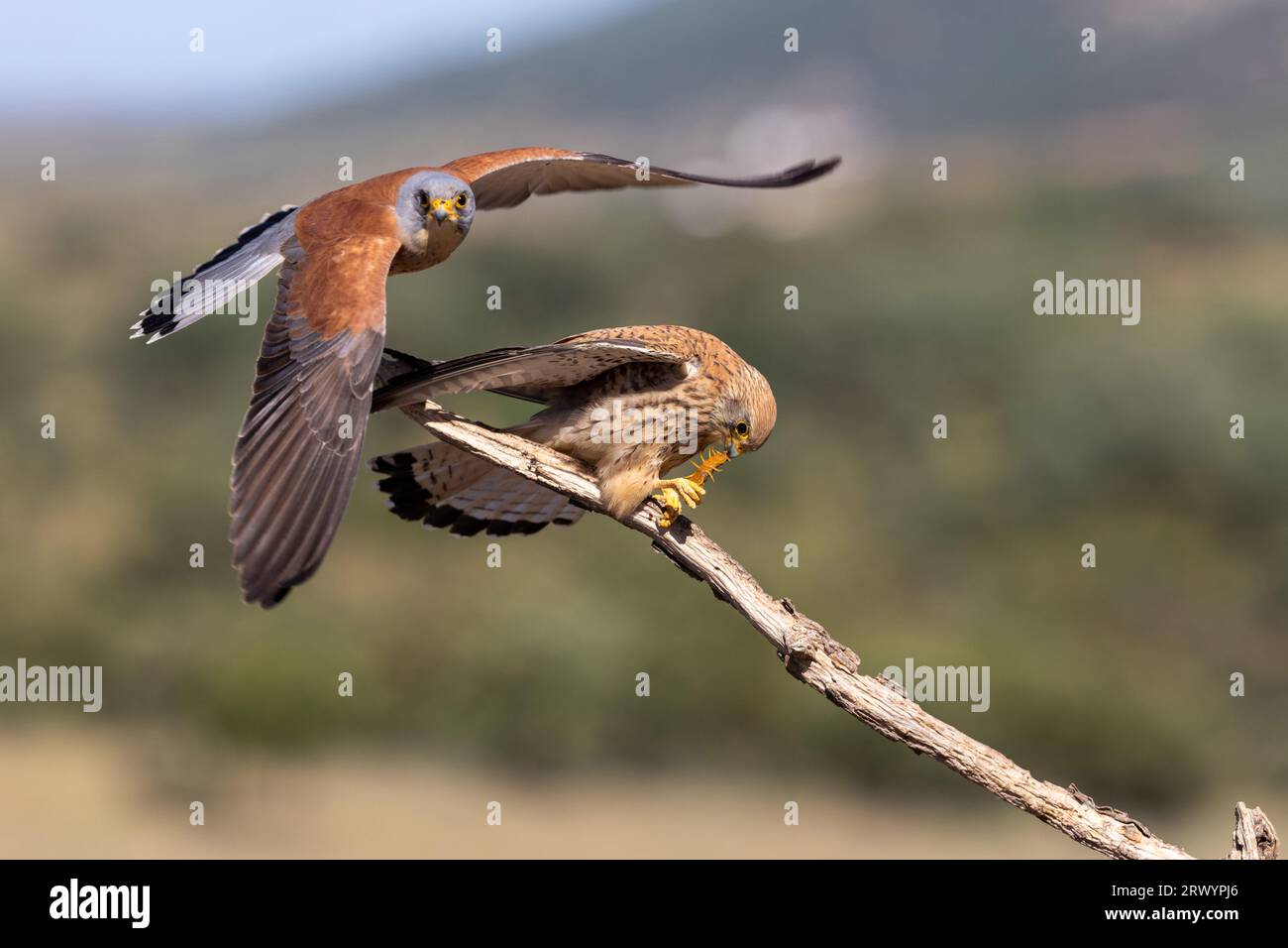 Gheppio minore (Falco naumanni), alimentazione femminile di centipedi con banchi mediterranei, un dono del maschio, Spagna, Estremadura, Salorino Foto Stock