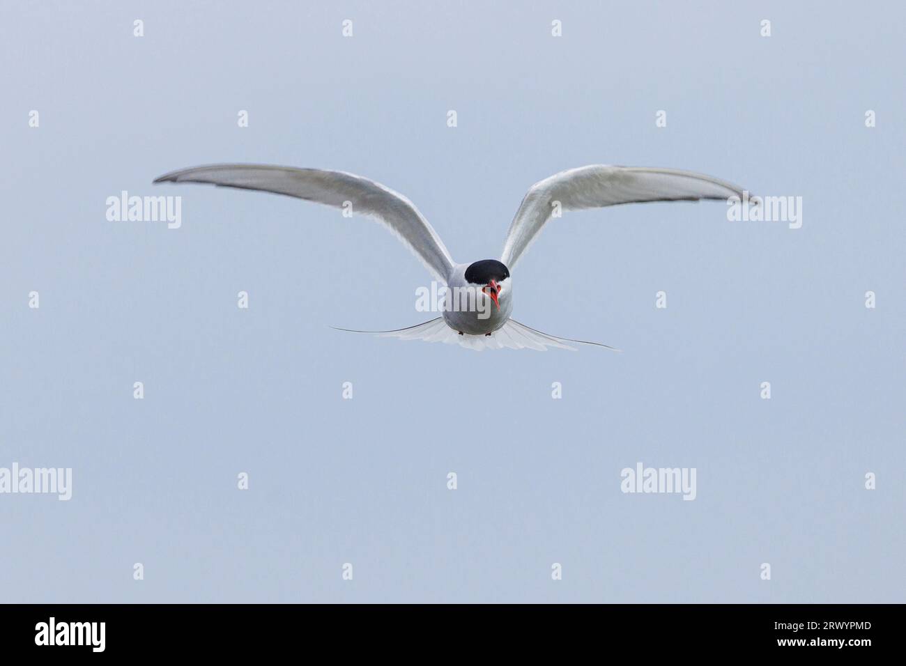 Sterna artica (Sterna paradisaea), richiami di avvertimento vicino al nido nel porto di Landeyjahoefn, Islanda, Rangar?ing eystra Foto Stock