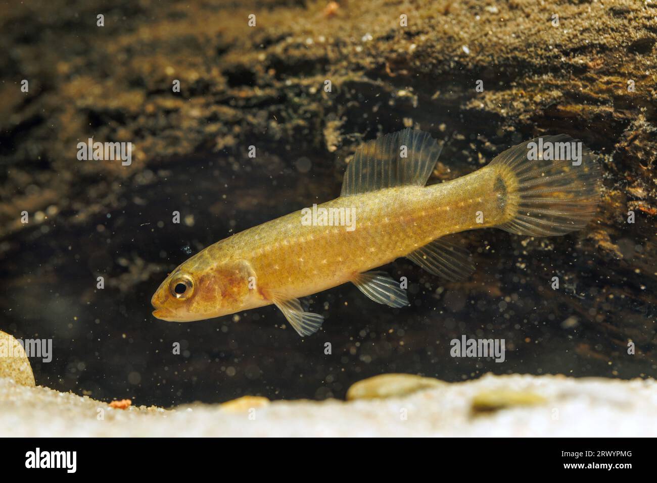 Mudminnow orientale (Umbra pygmaea), vista laterale Foto Stock