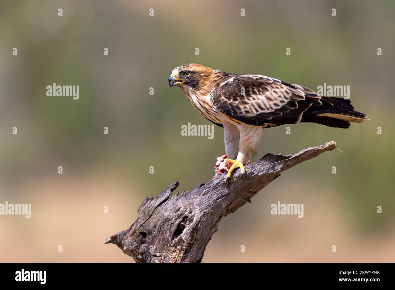 Aquila (Hieraaetus pennatus, Aquila pennata), forma leggera seduta su un albero morto, Spagna, Estremadura, Salorino Foto Stock