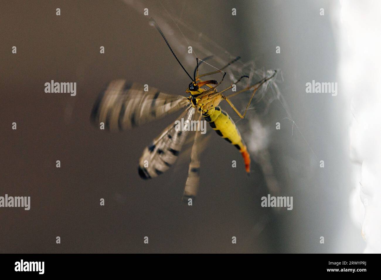 Scorpionfly tedesco (Panorpa germanica), femmina in una ragnatela, ali battenti, Germania, Baviera, Isental Foto Stock