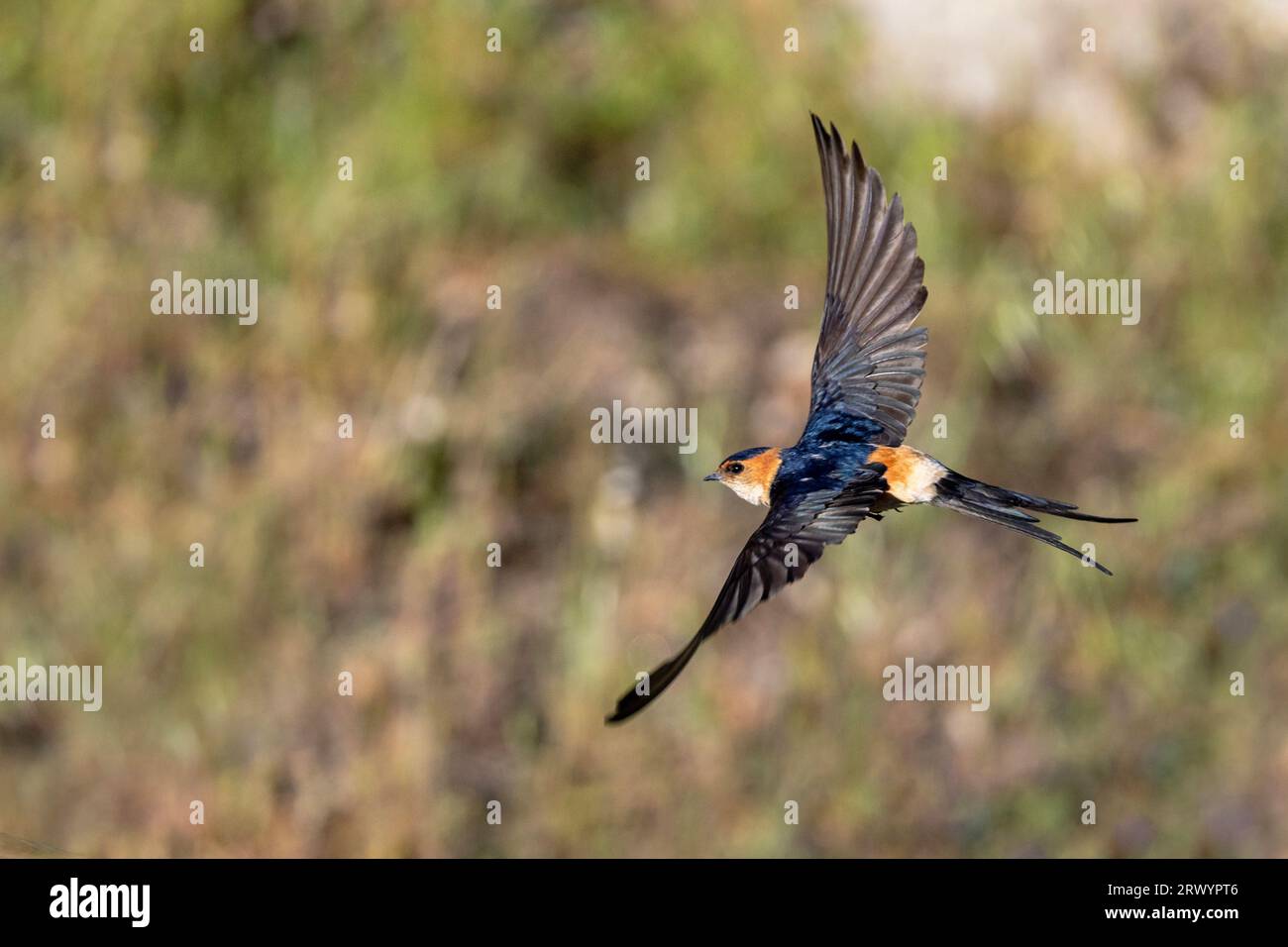 Rondine a guscio rosso (Hirundo daurica, Cecropis daurica), in volo, vista dall'alto, Spagna, Andalusia, Parco Nazionale della Sierra de Andujar Foto Stock