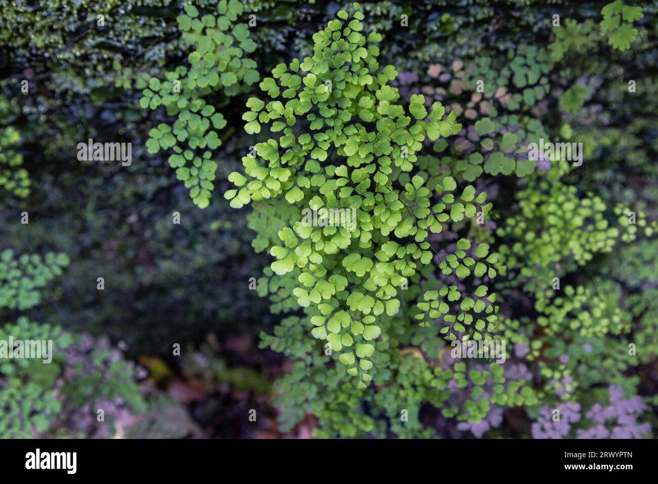 Felce di pelo di venere, felce di maidenhair, vera maidenhair (Adiantum capillus-veneris), su rocce umide, Isole Canarie, la Palma Foto Stock