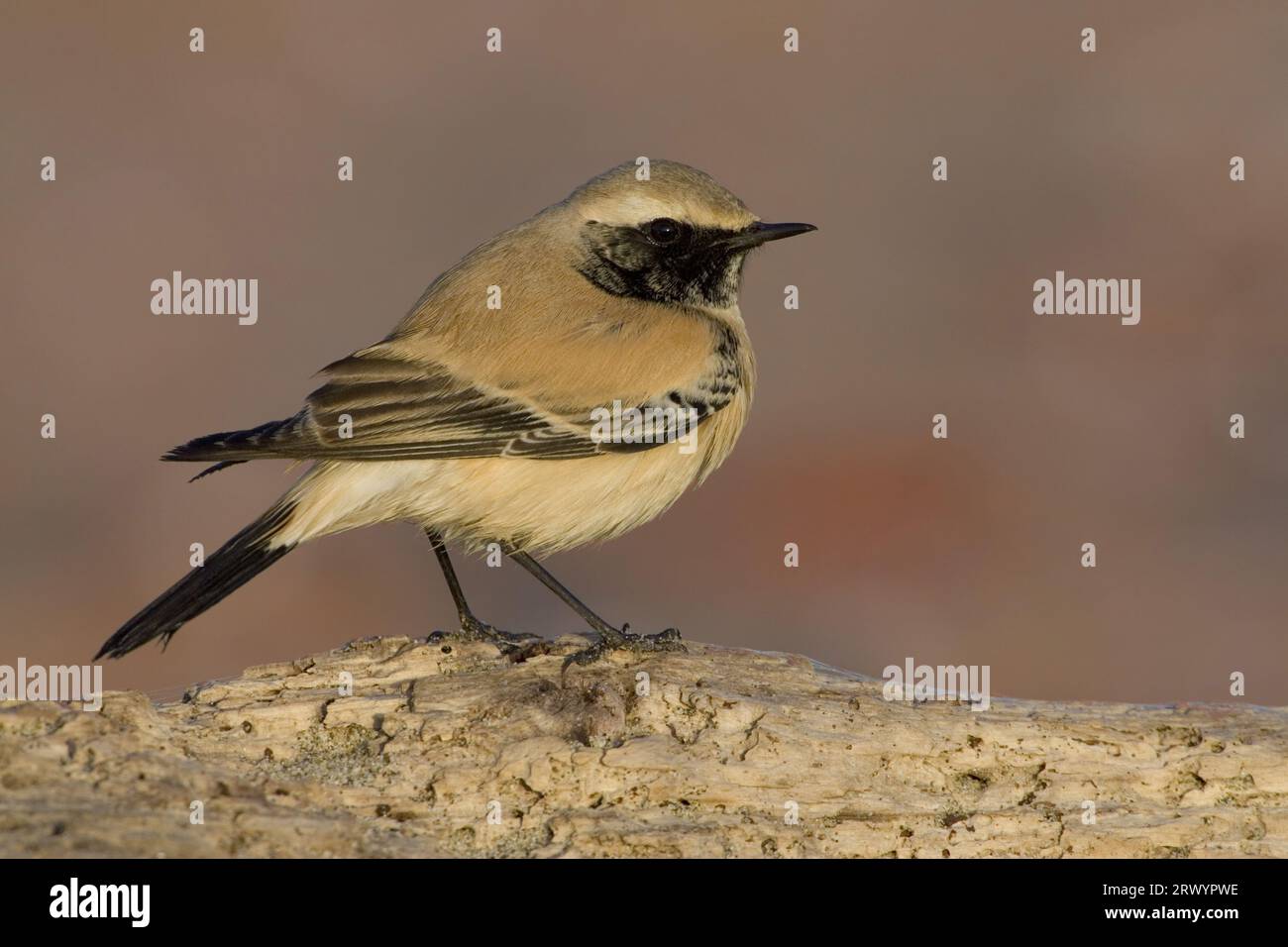 Siero del deserto (Oenanthe deserti), maschio seduto su una filiale, Italia, Toscana Foto Stock