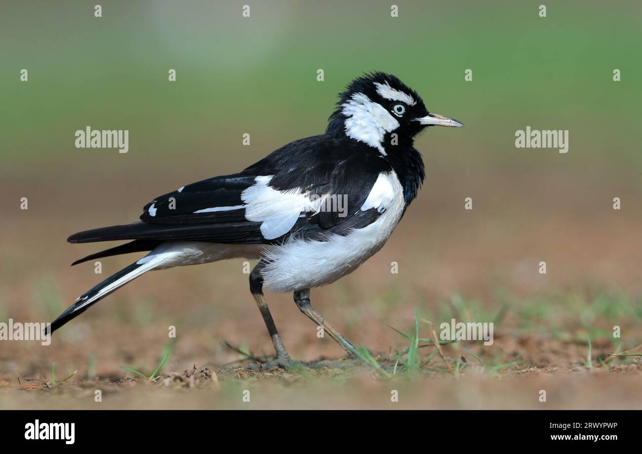 Larice magpie (Grallina cyanoleuca), in piedi su un campo, Australia Foto Stock