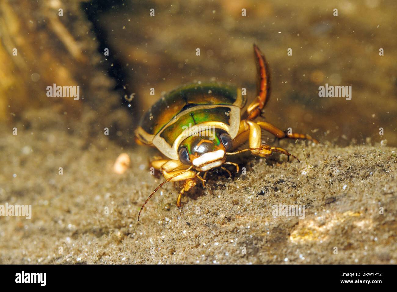 Grande scarabeo subacqueo (Dytiscus marginalis), maschio, vista frontale, Germania Foto Stock