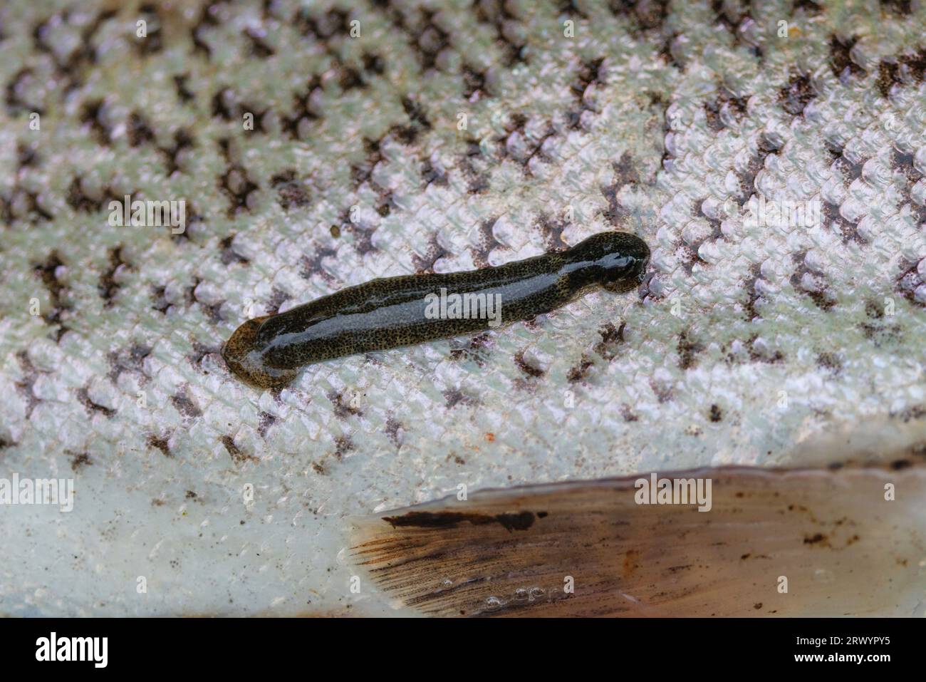 Le sanguisughe di pesce (Piscicolidae), aderivano a una trota iridea Foto Stock