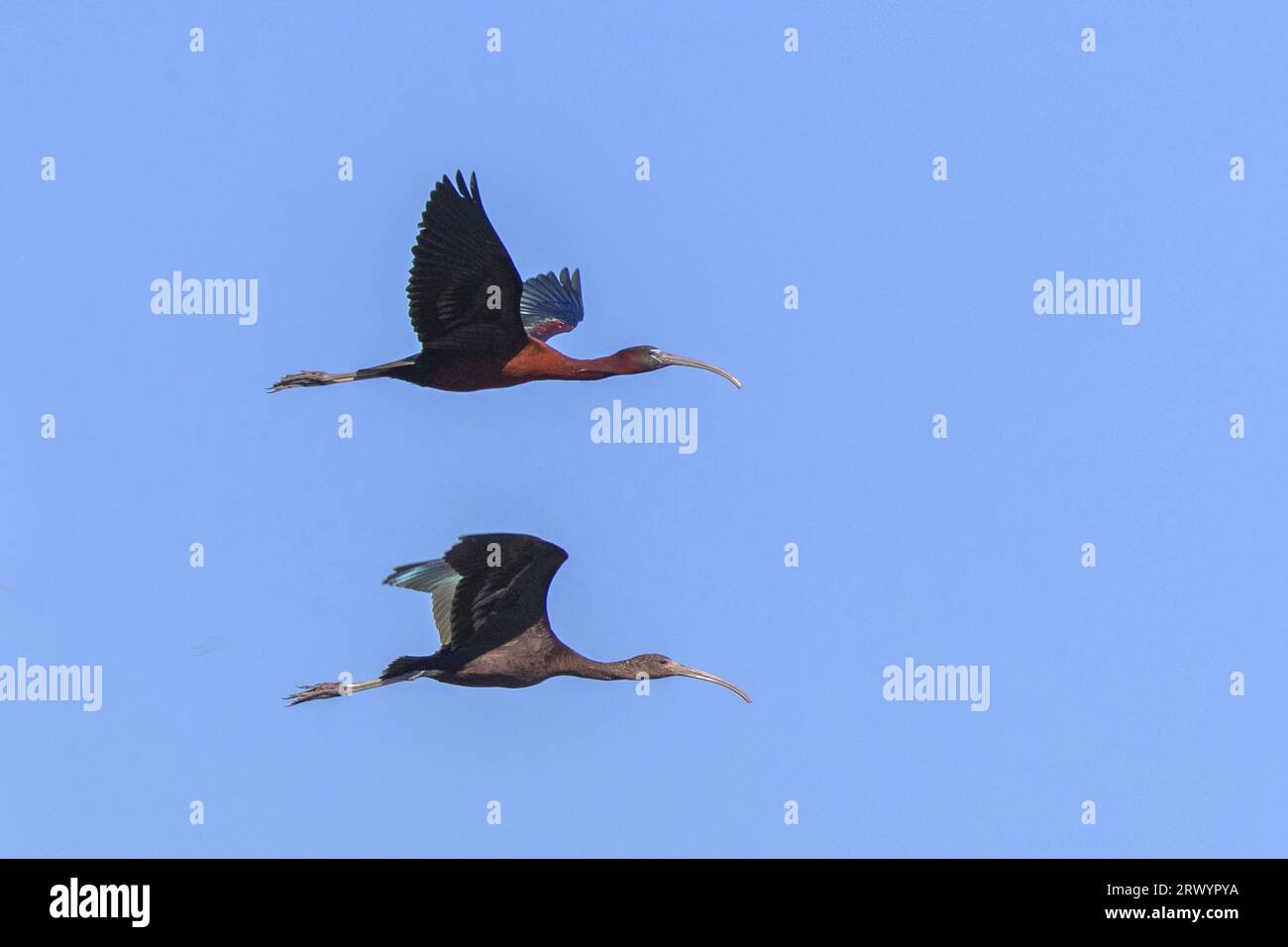 Glossy ibis (Plegadis falcinellus), due ibi in volo, Spagna, Naturpark El Hondo Foto Stock
