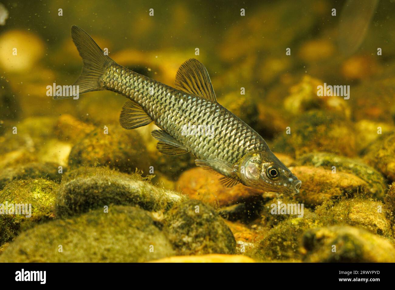 Moroko di pietra, gudgeon di Topmouth (Pseudorasbora parva), maschio con colorazione nuziale Foto Stock