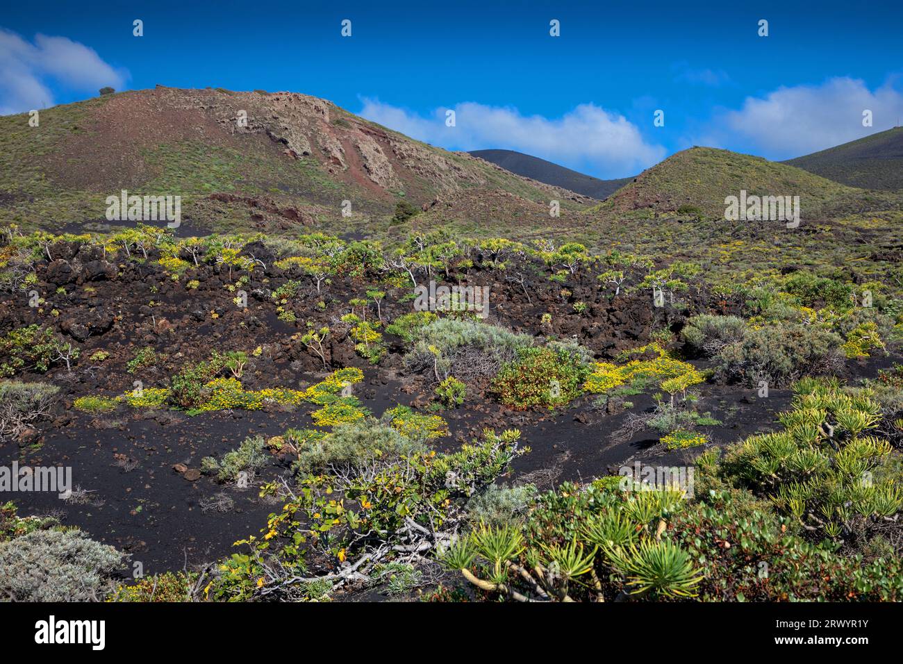 Vegetazione sulla lava a Fuencaliente sul vulcano San Antonio dopo eruzione nell'anno 1677, Isole Canarie, la Palma, Fuencaliente Foto Stock