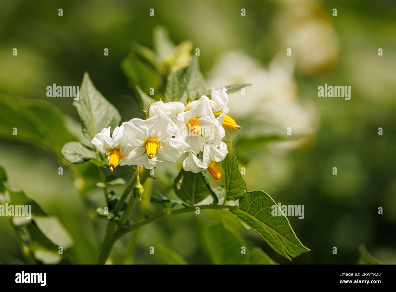 Patata (Solanum tuberosum), fiori, Germania, Baviera, Isental Foto Stock
