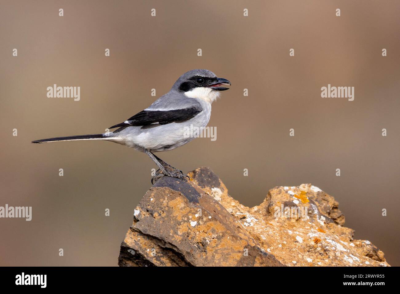 Shrike grigio del deserto delle Isole Canarie (Lanius excubitor koenigi, Lanius koenigi), in piedi su una roccia con becco aperto, Isole Canarie, Lanzarote, Guatiza Foto Stock