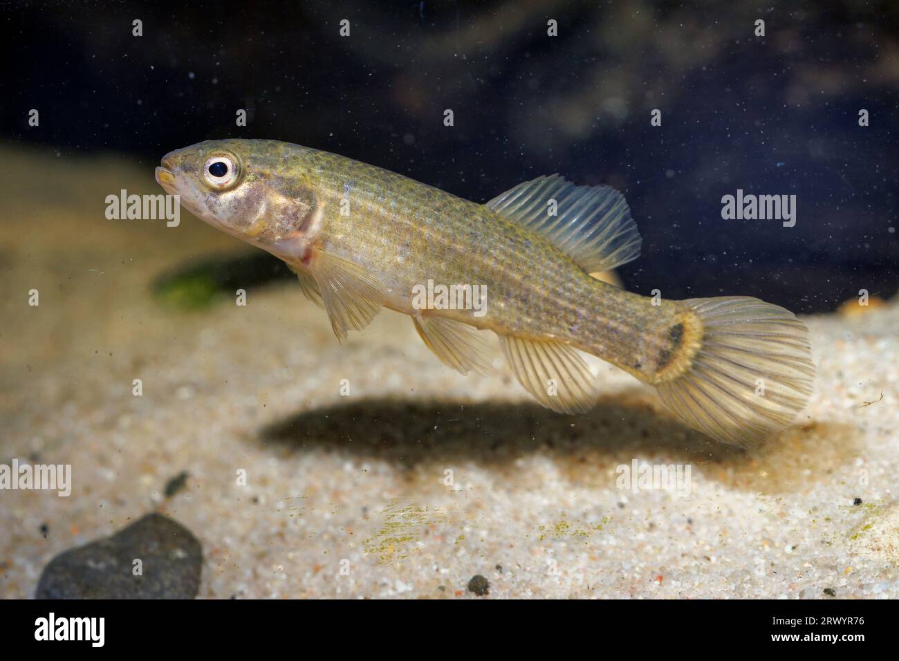 Mudminnow orientale (Umbra pygmaea), vista laterale Foto Stock