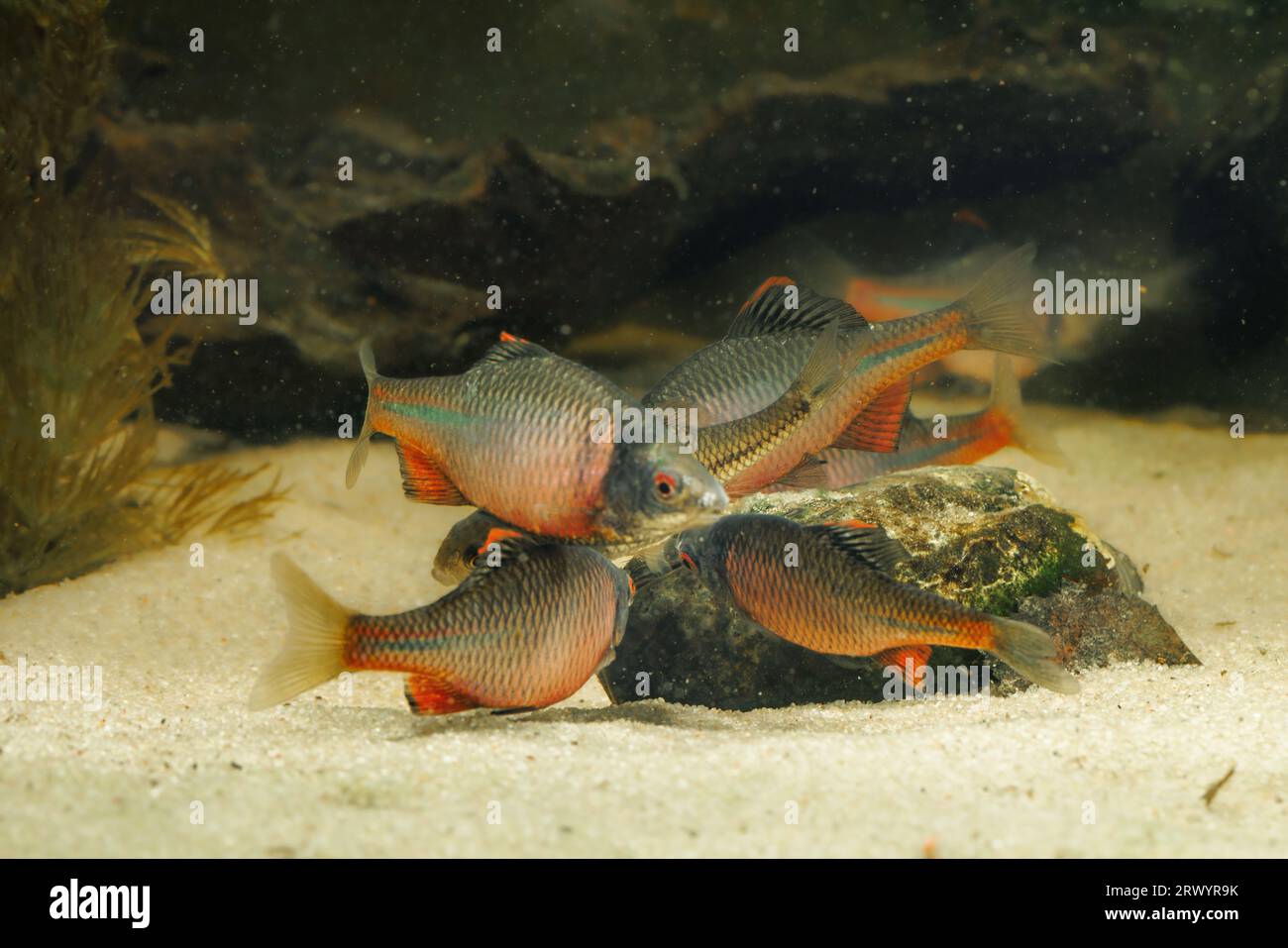 Amaro (Rhodeus amarus, Rhodeus sericeus, Rhodeus sericeus amarus), diversi maschi con uova ovaiole femmine su Unio tumidus Foto Stock