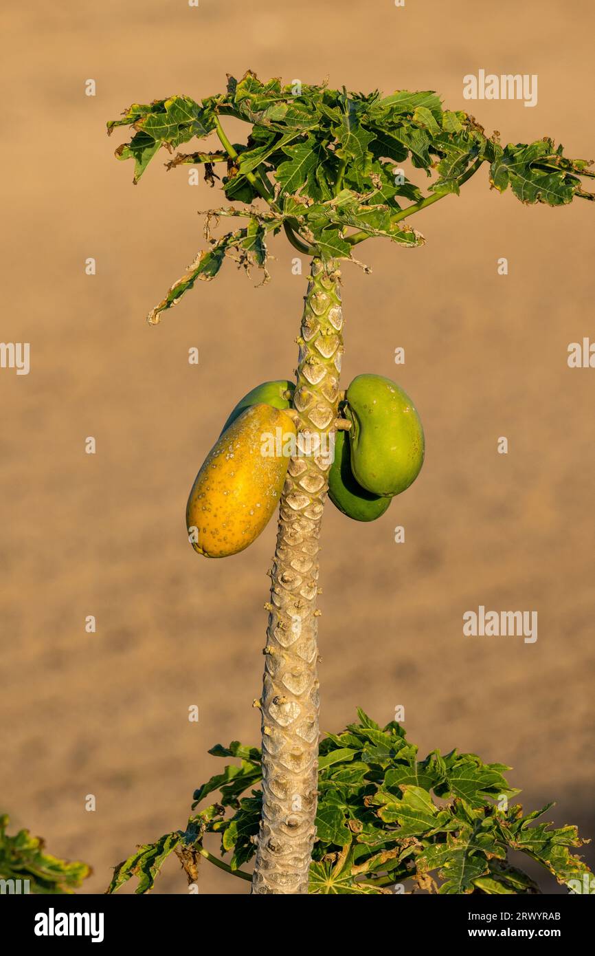 Papaia, papaw, zampa, mamao, melone (carica papaya), piccolo albero con frutti, Isole Canarie, Fuerteventura Foto Stock