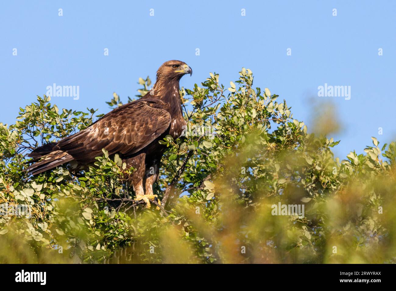 Aquila dorata (Aquila chrysaetos), seduta su una quercia, Spagna, Estremadura, Salorino Foto Stock