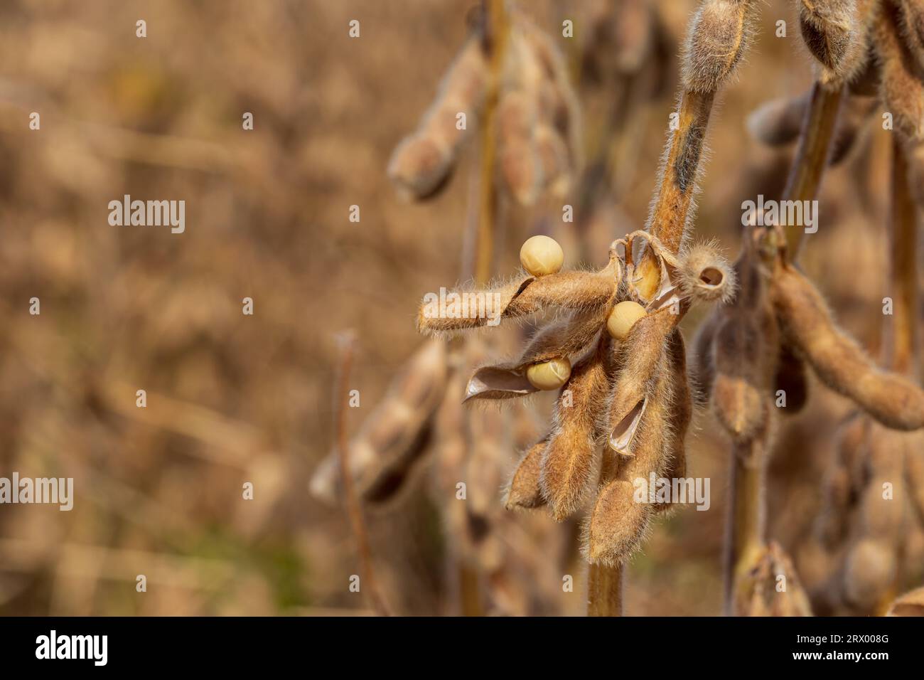pod di soia frantumazione con semi nel campo durante la mietitura. Stress di siccità, contenuto di umidità e perdita di snervamento concetto Foto Stock