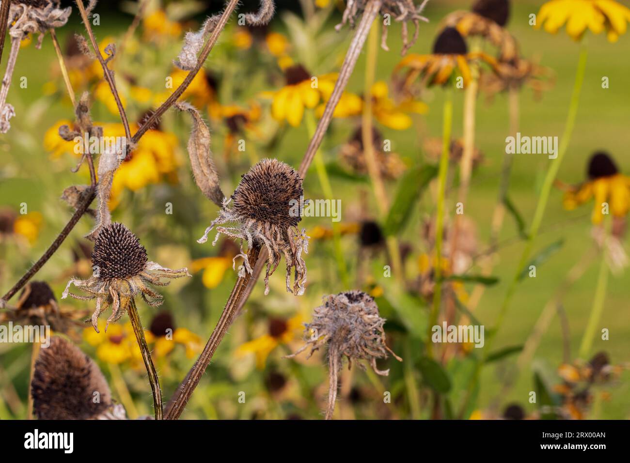 Occhio nero susan Wildflower morta e che va a semina in autunno. Cura delle piante, giardino dei fiori e potatura. Foto Stock