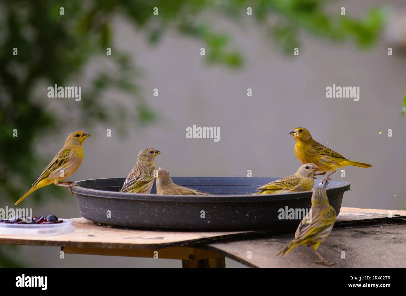 Canarinhos (sicalis flaveola) Foto Stock