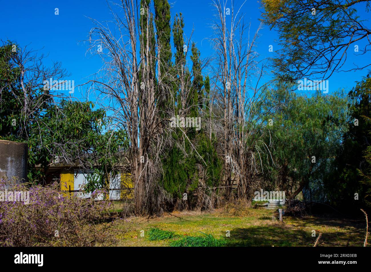 Un gruppo di pini cipressi morti in un giardino rurale, Tamworth Australia. Foto Stock