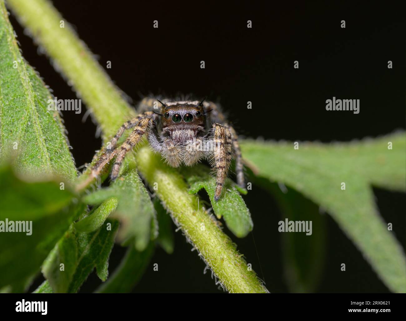 Splendido ragno sub-adulto Phidippus mystaceus saltando su uno stelo ragnatele Foto Stock