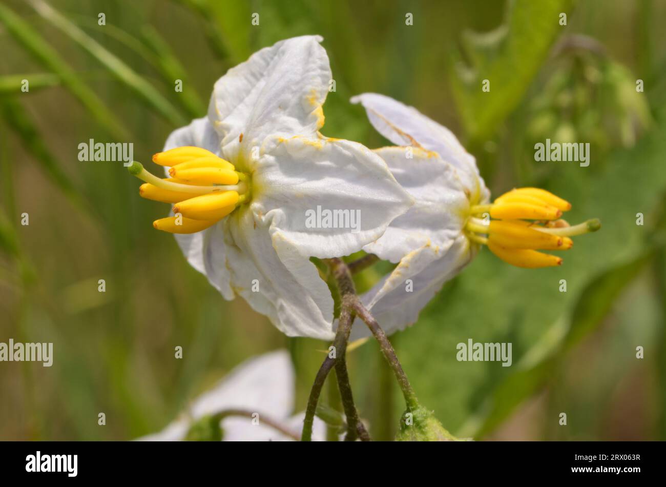 Fiore bianco di Carolina Horsenettle, una pianta selvatica di nightshade altamente velenosa Foto Stock