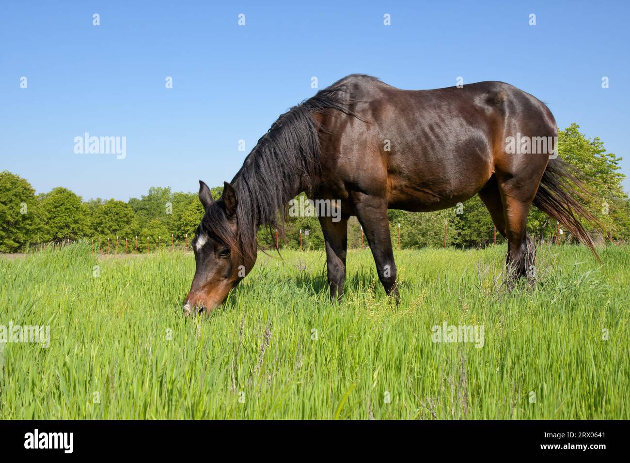 Carino cavallo arabo della baia scura che mangia in un lussureggiante pascolo verde primaverile Foto Stock