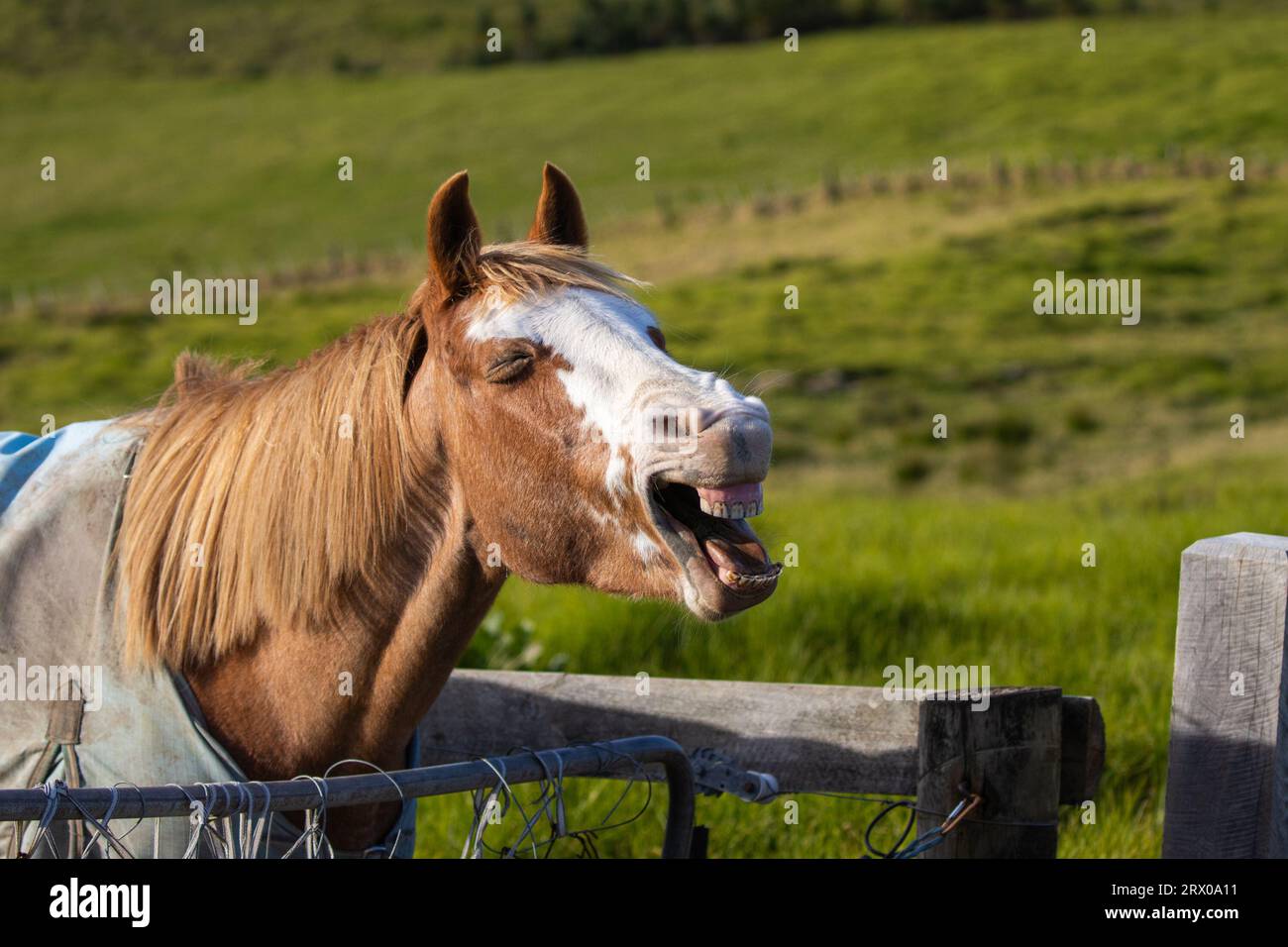 Primo piano di un cavallo che ride con erba verde sullo sfondo Foto Stock