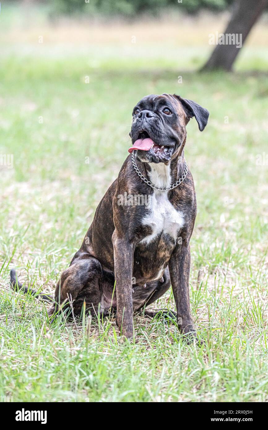 Bellissimo Boxer Dog tedesco seduto di fronte al gras verde in un parco che sembra carino. Foto Stock