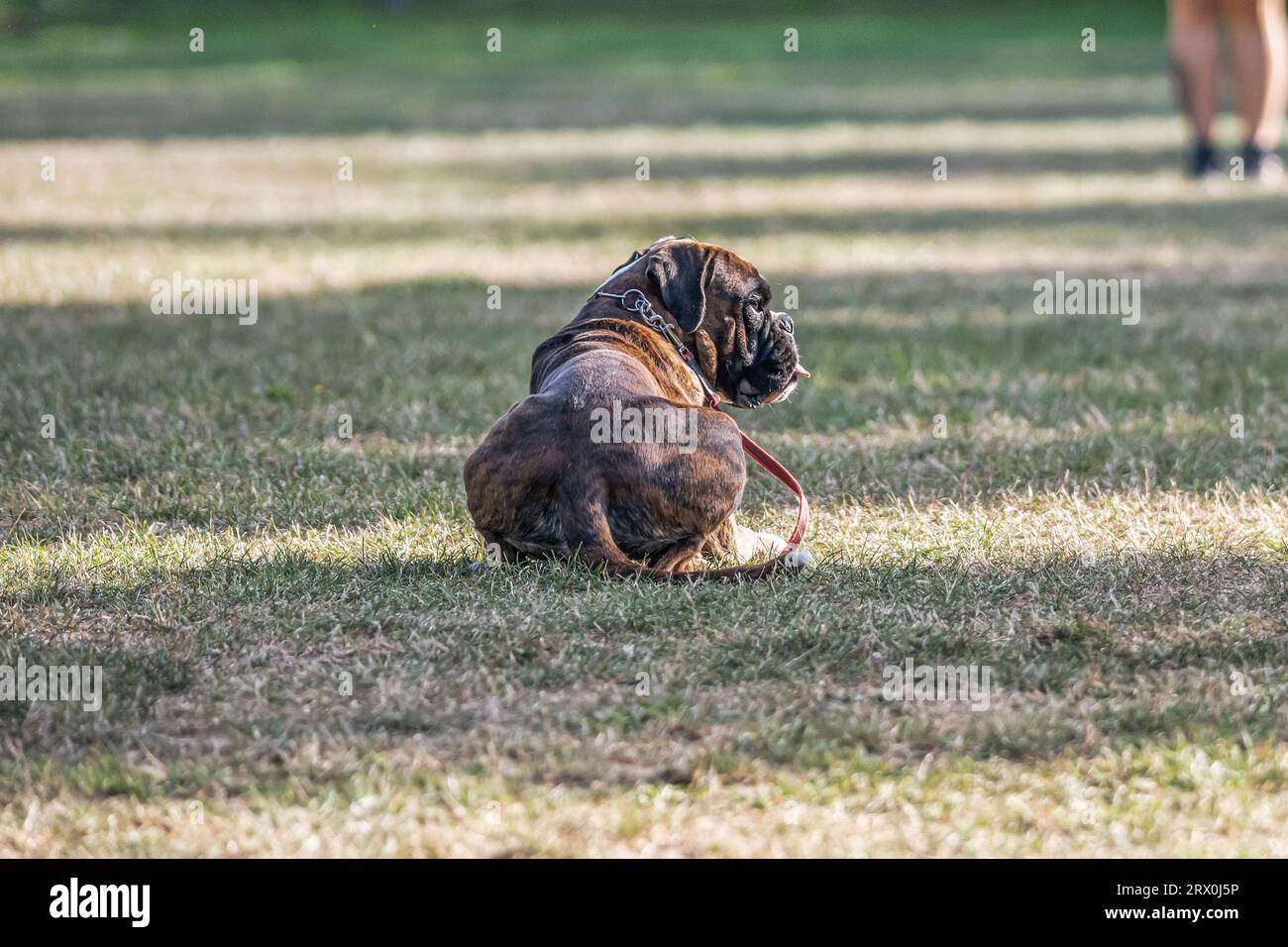 Bellissimo Boxer Dog tedesco seduto di fronte al gras verde in un parco che sembra carino. Foto Stock