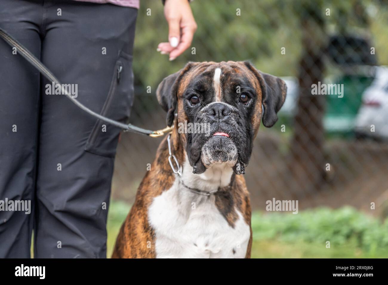 Bellissimo Boxer Dog tedesco seduto di fronte al gras verde in un parco che sembra carino. Foto Stock