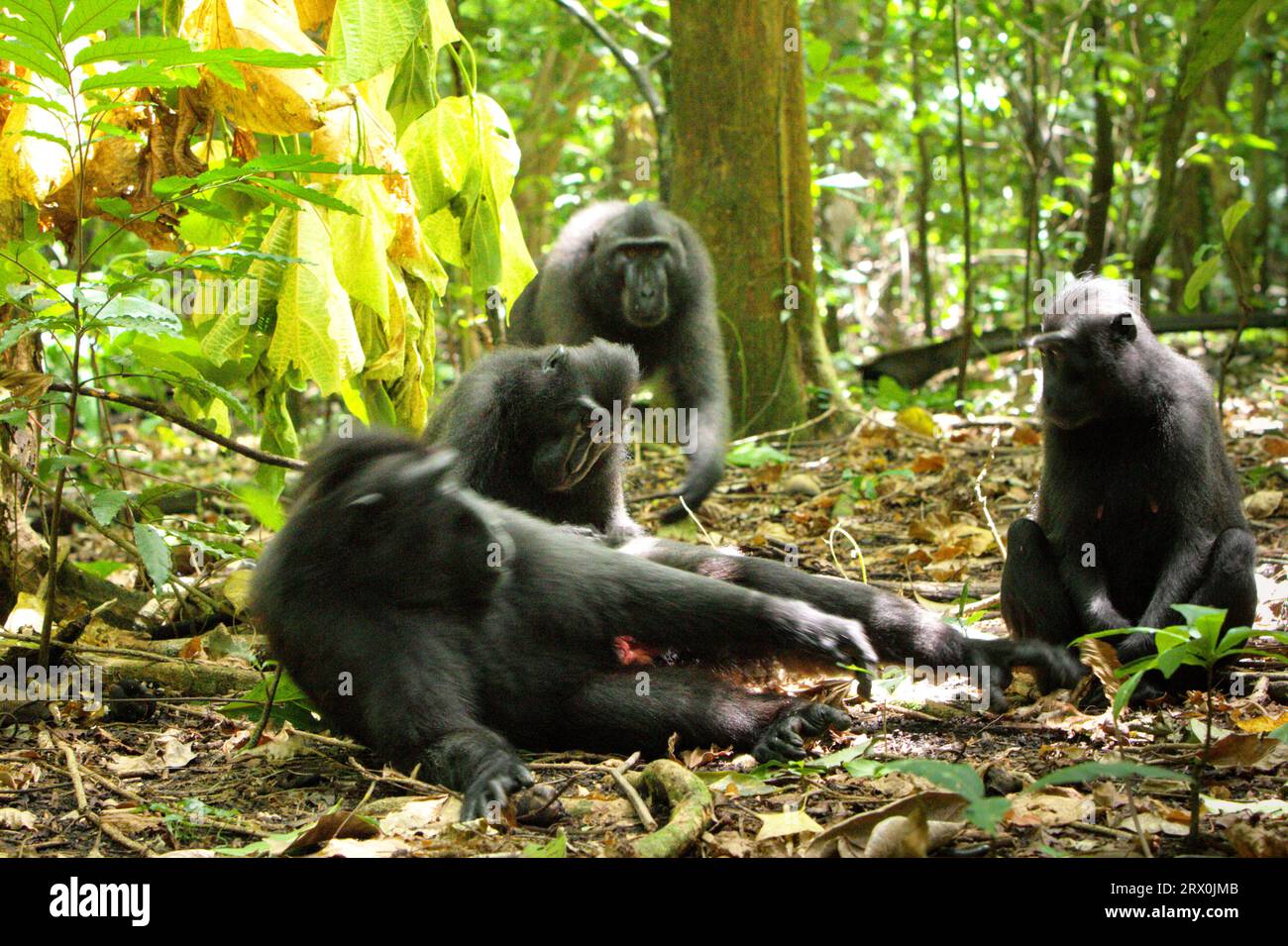 Un gruppo di macachi crestati (Macaca nigra) sta avendo attività sociali sul terreno nella foresta di Tangkoko, Sulawesi settentrionale, Indonesia. Un recente rapporto di un team di scienziati guidato da Marine Joly ha rivelato che la temperatura sta aumentando nella foresta di Tangkoko e che l'abbondanza complessiva di frutta è diminuita. "Tra il 2012 e il 2020, le temperature sono aumentate fino a 0,2 gradi Celsius all'anno nella foresta e l'abbondanza complessiva di frutta è diminuita dell'1% all'anno", hanno scritto sull'International Journal of Primatology. In un futuro più caldo, dovrebbero adattarsi, riposare e rimanere all'ombra... Foto Stock