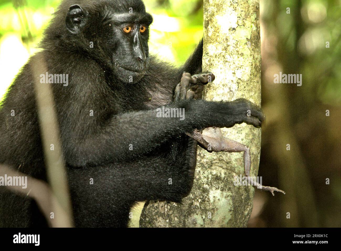 Un giovane individuo di macaco con cresta nera (Macaca nigra) possiede una rana che ha catturato nella riserva naturale di Tangkoko, Sulawesi settentrionale, Indonesia. Timothy o'Brien e Margaret Kinnaird, scienziati primati, hanno osservato e riferito che si verifica una predazione sulla rana, così come su pipistrello da frutta, uccello da cattura di mosca, geco della foresta e uova di giungla rossa. Un gruppo di macachi crestati (Macaca nigra) sta avendo attività sociali sul terreno nella foresta di Tangkoko, Sulawesi settentrionale, Indonesia. Un recente rapporto di un team di scienziati guidato da Marine Joly ha rivelato che la temperatura sta aumentando nella foresta di Tangkoko, Foto Stock