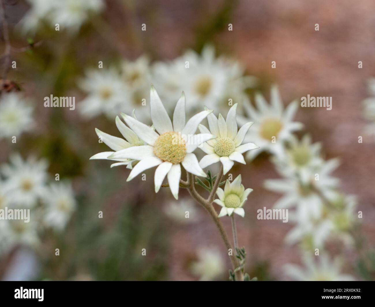 Fiori di flanella bianchi e cremosi, fioriti in abbondanza in un giardino australiano Foto Stock