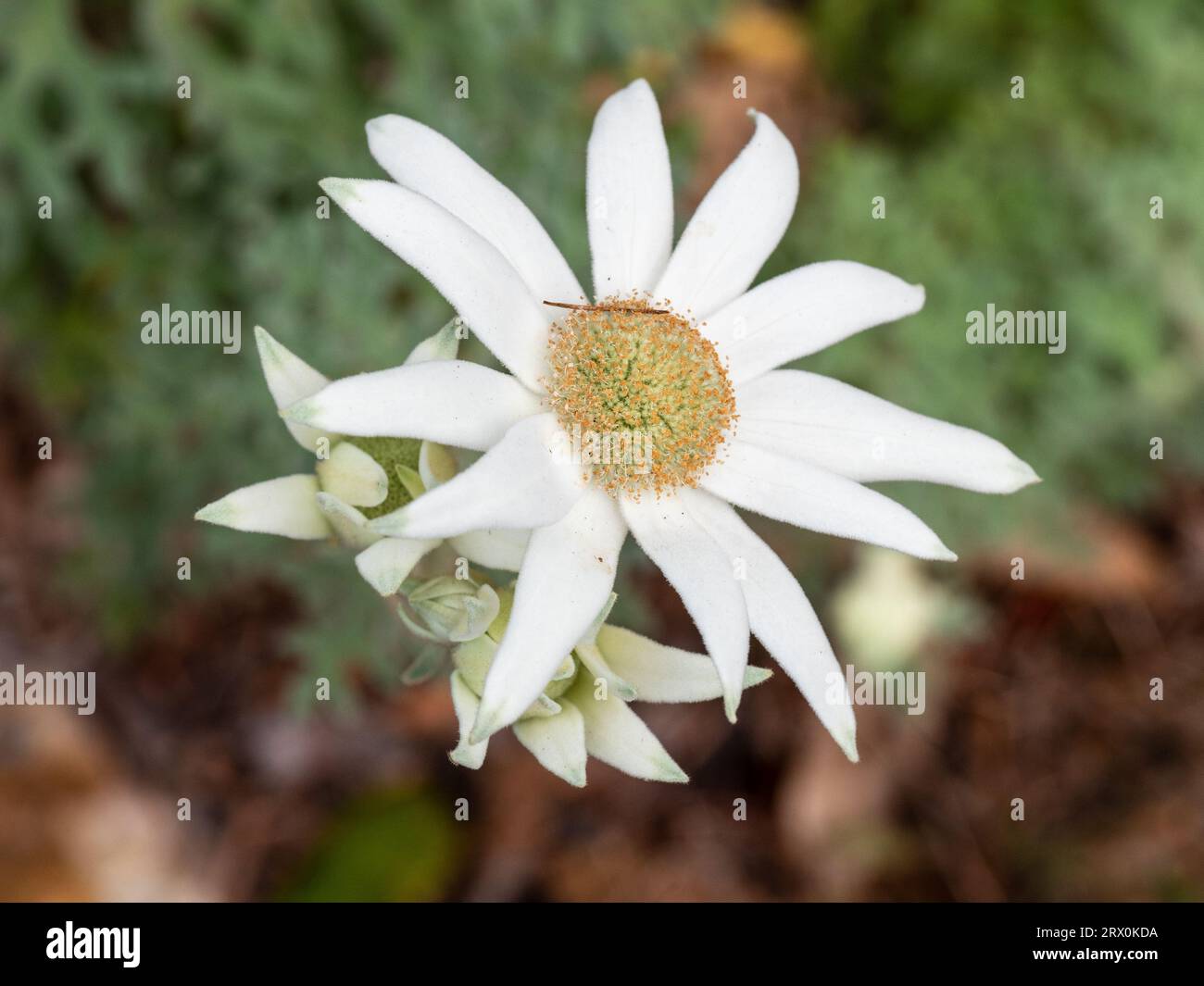 Primo piano dei fiori di flanella bianchi cremosi, in un giardino australiano Foto Stock