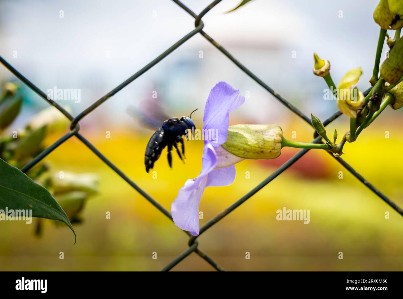 Un insetto di mosca che entra nel fiore per avere il miele. Foto Stock