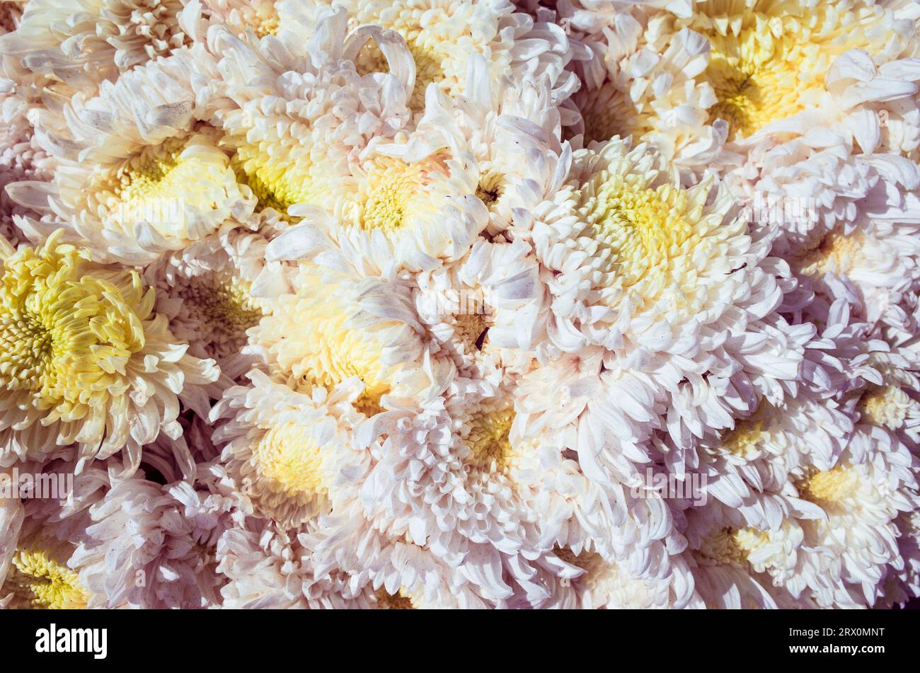 Sfondo con fiori di crisantemo - colore rosa e giallo tenue Foto Stock