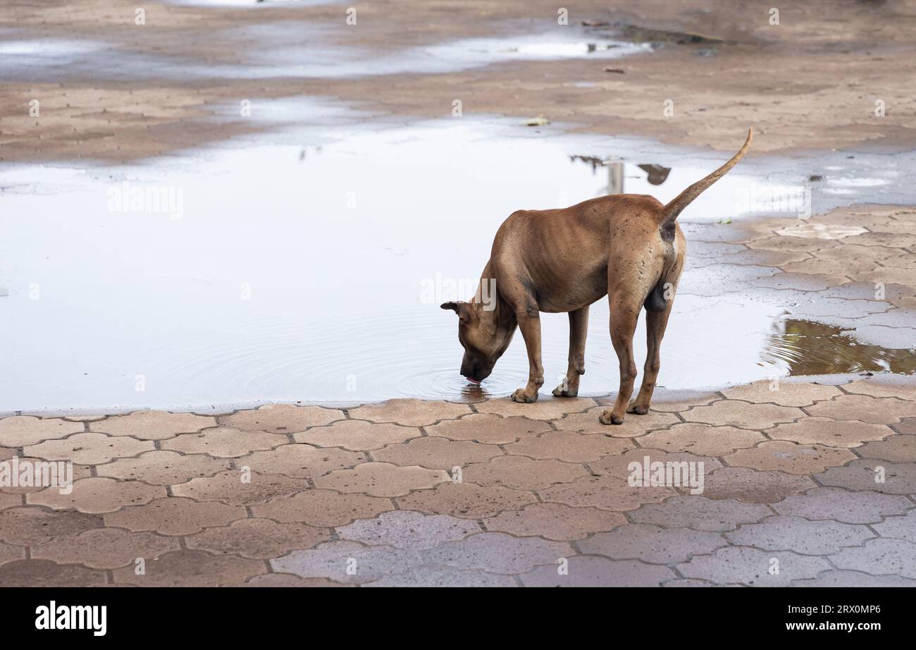 Cane di strada che beve dalla strada Foto Stock
