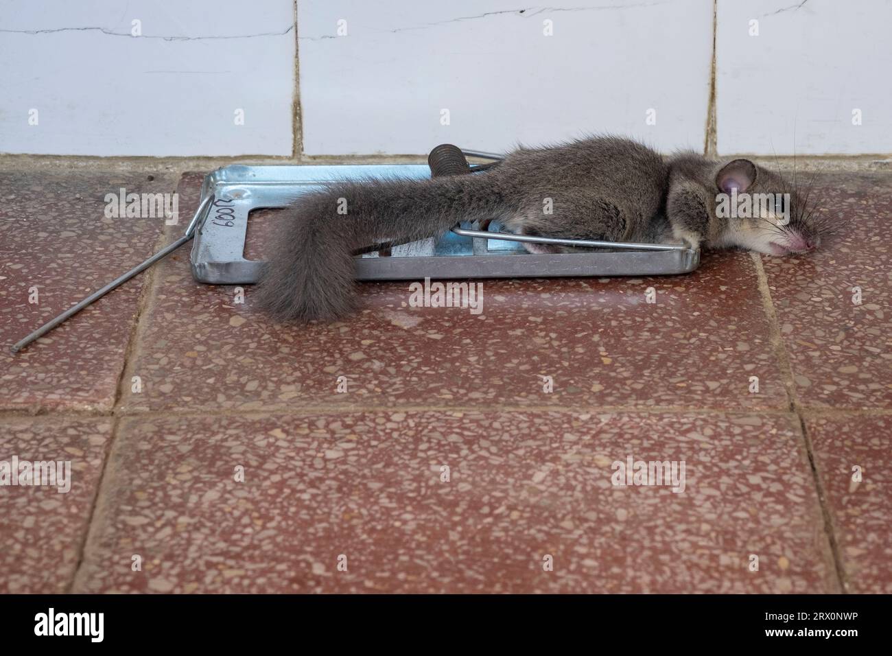 i dormori commestibili europei morti scivolano catturati nella potente trappola di topi primaverili mousetrap Foto Stock