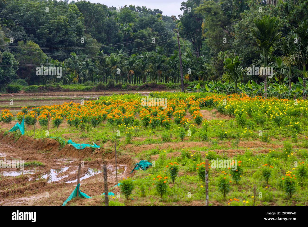 Splendida vista sul verde dalle strade dell'autostrada del Kerala. Foto Stock