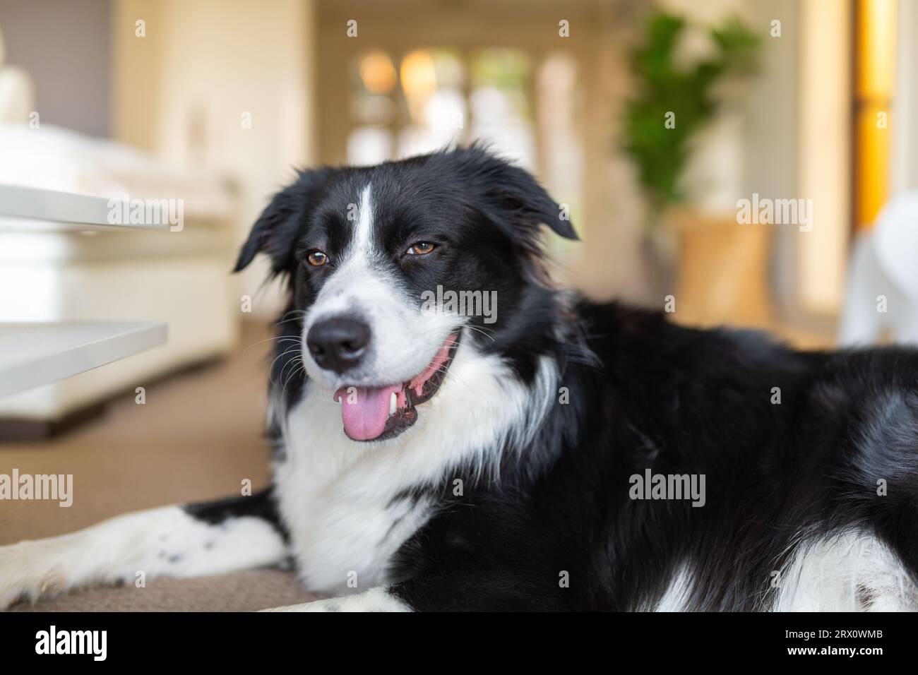 Border Collie cucciolo sdraiato su un pavimento di moquette all'interno della casa Foto Stock