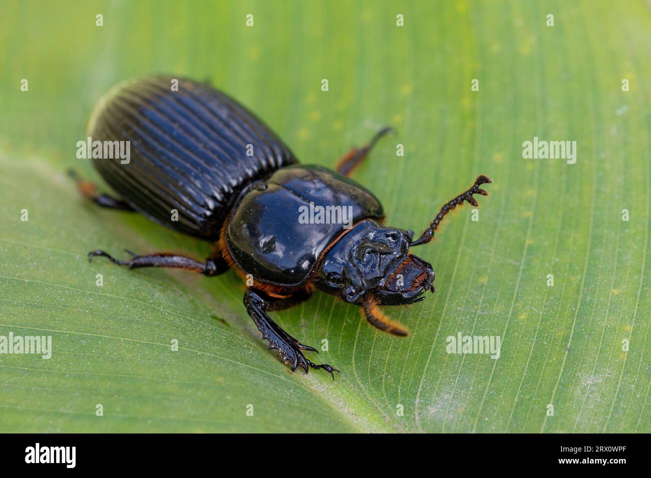 Scarabeo in pelle verniciata o passalo cornuto (Odontotaenius disjunctus), insetti che camminano su foglie verdi, flora e fauna selvatiche di San Gerardo Costa Rica Foto Stock