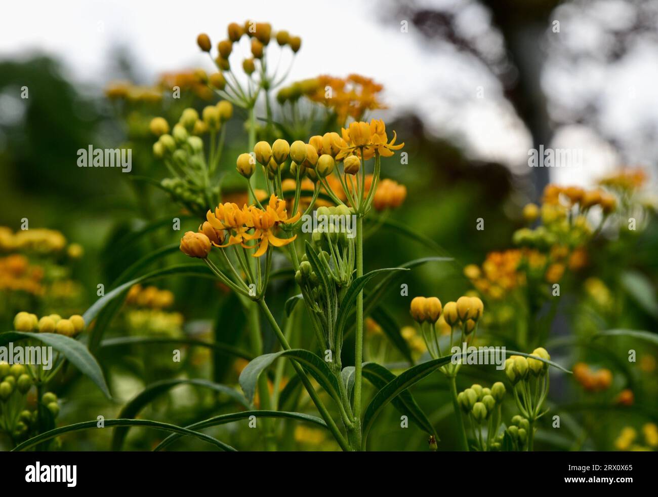 Un primo piano di vivaci fiori di Asclepias cur Milkweed gialli che crescono su un lussureggiante giardino verde Foto Stock