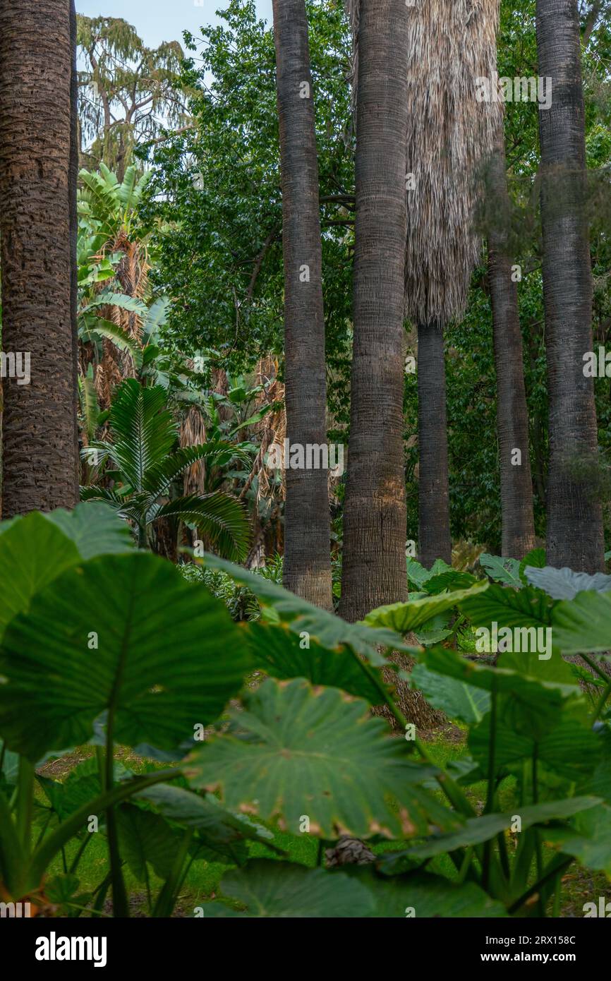 Parque de Malaga, Jardin subtropicale, giardino botanico di Malaga con vecchie panchine di legno per gli escursionisti Foto Stock