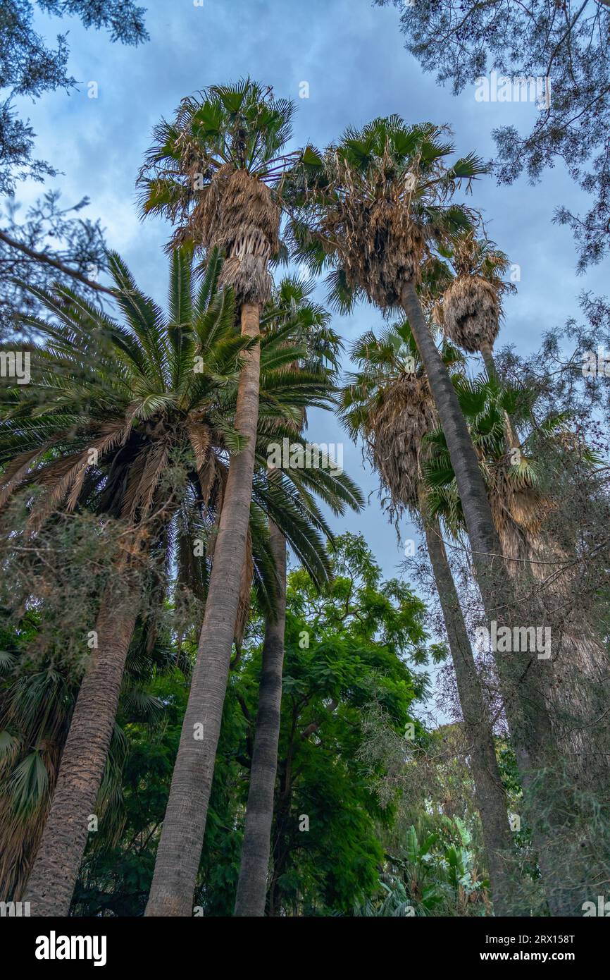 Parque de Malaga, Jardin subtropicale, giardino botanico di Malaga con vecchie panchine di legno per gli escursionisti Foto Stock