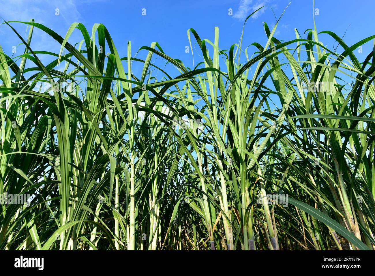 Campo di canna da zucchero con coltivazioni complete, economia agricola di canna da zucchero. La canna da zucchero è un'erba della famiglia delle poaceae, dal sapore dolce e buono per la salute. WEL Foto Stock