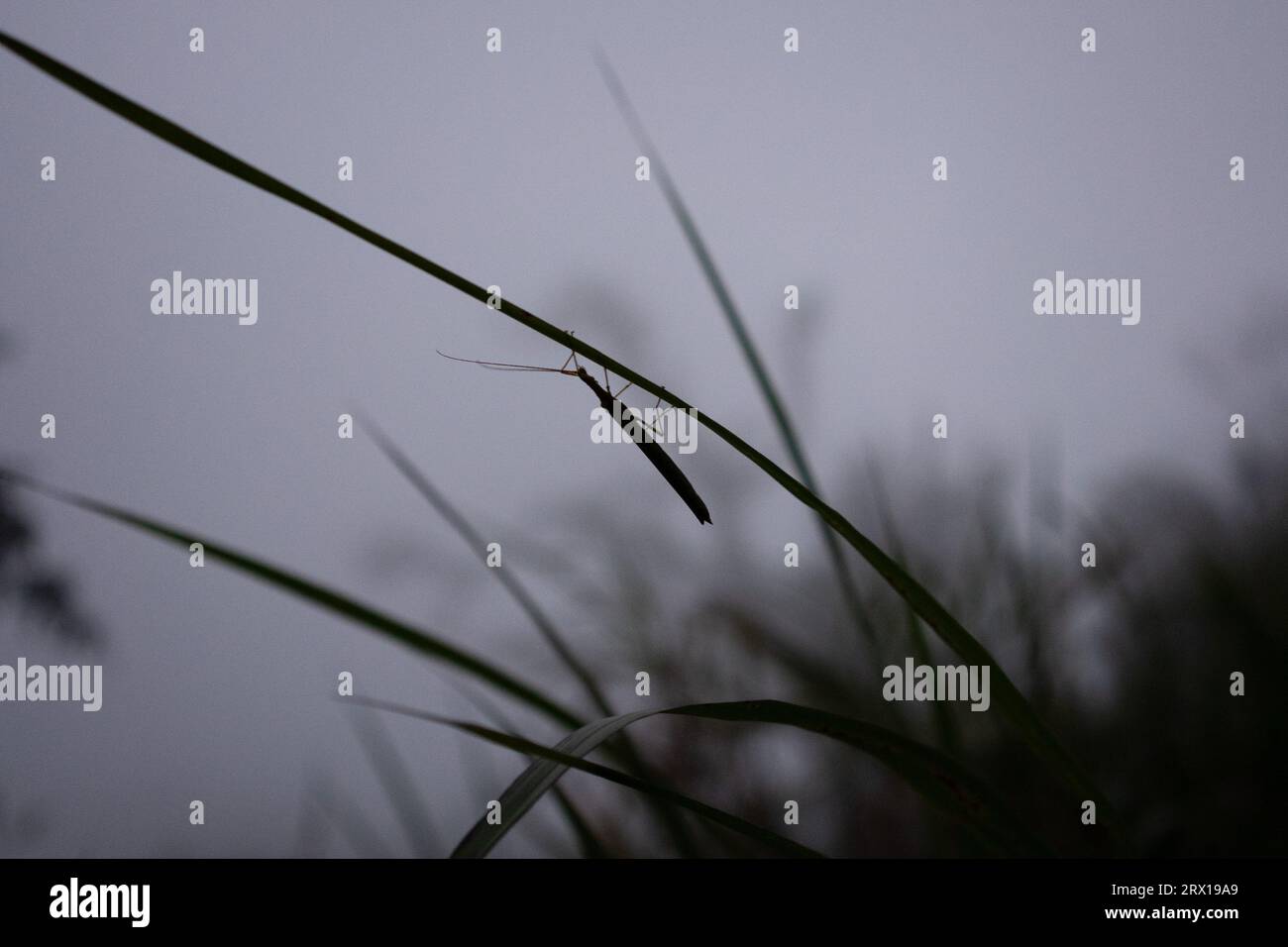 Natura nella nebbia della foresta nebulosa di Monte Verde Foto Stock