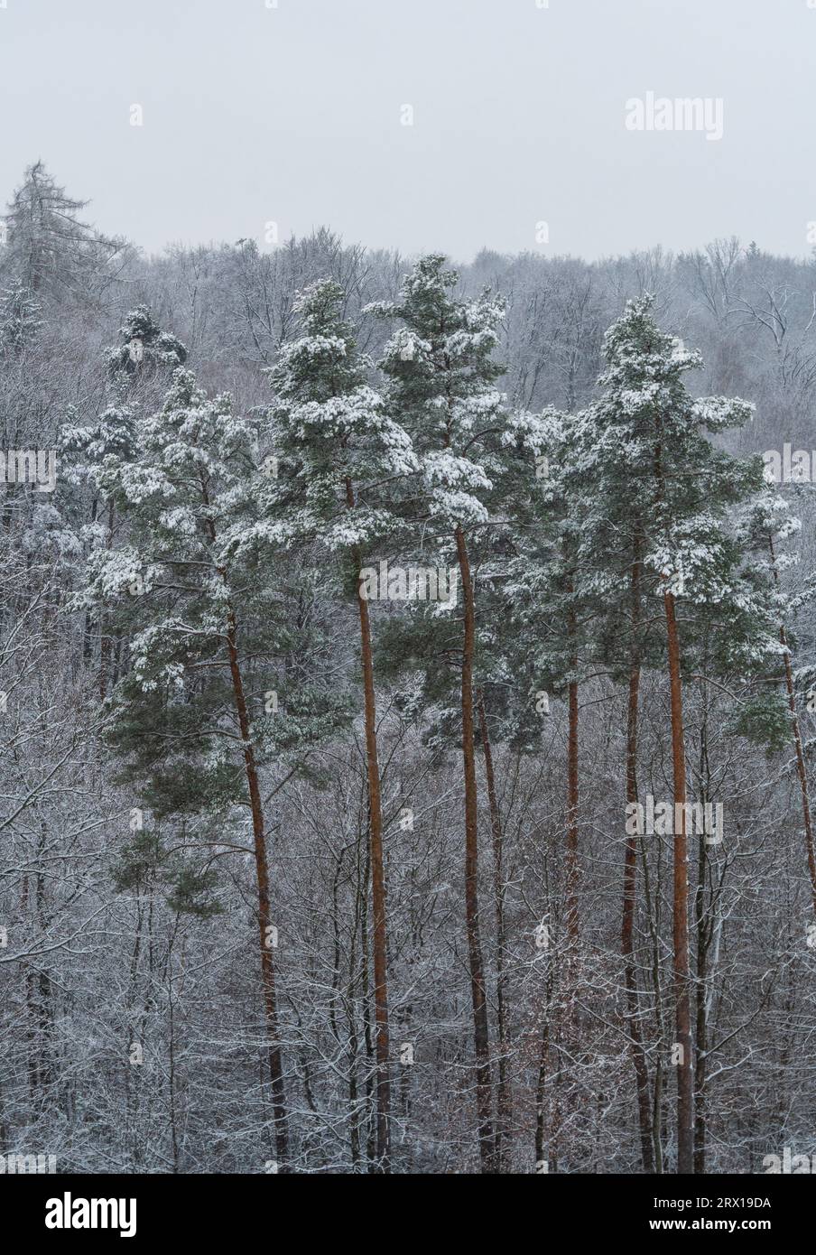 Il Parco naturale di Schönbuch nella regione di Stoccarda, in inverno Foto Stock